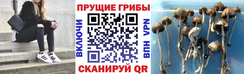 Псилоцибиновые грибы ЛСД  Дрезна 